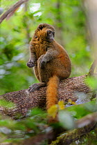 Golden bamboo lemur (Hapalemur aureus) in forest understory. Ranomafana National Park, south east Madagascar.