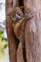 Daraina sportive lemur (Lepilemur milanoii). Daraina forest, northern Madagascar.