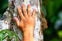 Bornean pygmy squirrel (Exilisciurus exilis) on tree trunk with human hand for actual size comparision. Kinabatangan River, Sabah, Borneo. (composite image)