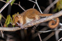 Golden-brown mouse lemur (Microcebus ravelobensis) active at night. Ankarafantsika National Park (Ampijoroa), north west Madagascar.