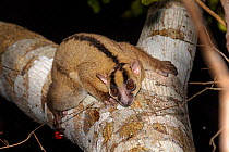 Amber mountain fork-marked lemur (Phaner electromontisi). Daraina forest, northern Madagascar.