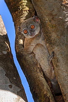 Tsiombikibo sportive lemur (Lepilemur ahmansonorum). Tsiombikibo forest, north western Madagascar.