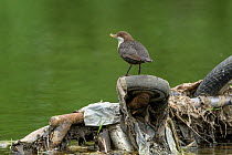 Dipper (Cinclus cinclus) with Mayflies (Ephemeroptera) for chicks in beak, perched on wheel of shopping trolley dumped in river. Research conducted by Manchester University has found rivers flowing th...