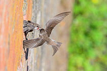 Sand martin (Riparia riparia) feeding chicks on nest in old drainage pipe along River Mersey retaining wall. Greater Manchester, England. June.