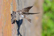 Sand martin (Riparia riparia) feeding chicks at nest in in old drainage pipe along River Mersey retaining wall. Greater Manchester, England, UK. June.
