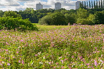 Himalayan balsam (Impatiens glandulifera) flowering in profusion on River Tame floodplain, tower blocks in background. Reddish Vale, Greater Manchester, England, UK. August 2020.