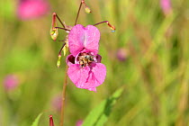Honey bee (Apis mellifera) collecting pollen from Himalayan balsam (Impatiens glandulifera). River Tame floodplain, Reddish Vale, Greater Manchester, England, UK. August.