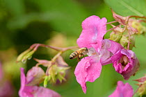 Honey bee (Apis mellifera) collecting pollen from Himalayan balsam (Impatiens glandulifera). River Tame floodplain, Reddish Vale, Greater Manchester, England, UK. August.