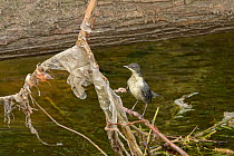 Dipper (Cinclus cinclus) chick perched on branch covered with plastic litter deposited by floodwaters. Research conducted by Manchester University has found rivers flowing through Greater Manchester t...