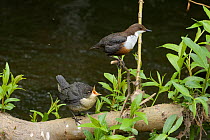 Dipper (Cinclus cinclus) chick calling to adult perched above. River Mersey, Greater Manchester, England, UK. May.