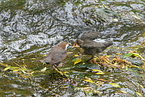 Dipper (Cinclus cinclus) feeding chick. River Mersey, Greater Manchester, England, UK. May 2019.