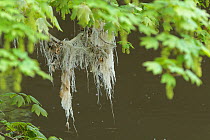 Plastic hanging from branch, degrading into River Mersey. Research conducted by Manchester University research has found rivers flowing through Greater Manchester to have the highest levels of micro p...