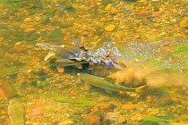 Common barbel, (Barbus barbus) spawning in River Mersey. Stockport, Greater Manchester, England, UK. May.