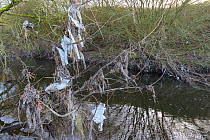 Plastic litter left hanging in branches above River Tame, left behind by floodwaters. Research from Manchester University has found rivers flowing through Greater Manchester to have the highest levels...