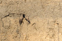 Sand martin (Riparia riparia) pair at nest hole entrance on river bank. River Tame, Reddish Vale Country Park, Greater Manchester, England, UK. April.