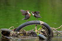 Dipper (Cinclus cinclus) pair food passing, perched on bicycle tyre dumped in river. Research from Manchester University has found rivers flowing through Greater Manchester to have the highest levels...