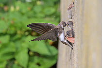 Sand martin (Riparia riparia) feeding chicks, nesting in old drainage pipe along River Mersey retaining wall. Greater Manchester, England, UK. June.