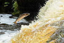 Atlantic salmon (Salmo salar) leaping up waterfall to reach spawning grounds upstream. River Endrick, Loch Lomond and The Trossachs National Park, Scotland, UK. July.