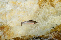 Atlantic salmon (Salmo salar) leaping up waterfall to reach spawning grounds upstream. River Endrick, Loch Lomond and The Trossachs National Park, Scotland, UK. July.