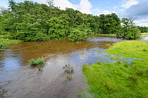 River Blane in spate. Loch Lomond and The Trossachs National Park, Scotland, UK. July 2020.