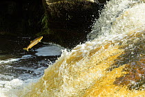 Brown trout (Salmo trutta) leaping up waterfall to reach spawning grounds upstream. River Endrick, Loch Lomond and The Trossachs National Park, Scotland, UK. July.