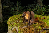 Pine marten (Martes martes) female and kit standing amongst moss in coniferous forest at dusk. Loch Lomond and The Trossachs National Park, Scotland, UK. July. Camera trap image.