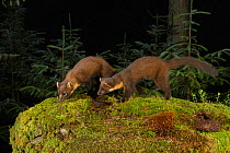 Pine marten (Martes martes) female and kit sniffing amongst moss, in coniferous forest at night. Loch Lomond and The Trossachs National Park, Scotland, UK. July. Camera trap image.