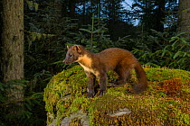 Pine marten (Martes martes) standing amongst moss in coniferous forest, at dusk. Loch Lomond and The Trossachs National Park, Scotland, UK. August. Camera trap image.