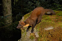 Pine marten (Martes martes) in coniferous forest at night. Loch Lomond and The Trossachs National Park, Scotland, UK. September. Camera trap image.