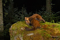 Pine marten (Martes martes) female and kit play fighting amongst moss in coniferous forest at night. Loch Lomond and The Trossachs National Park, Scotland, UK. September. Camera trap image.