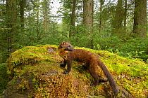 Pine marten (Martes martes) amongst moss in coniferous forest. Loch Lomond and The Trossachs National Park, Scotland, UK. August. Camera trap image.