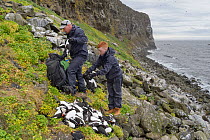 Father and son, Sigurour Henningson and Gabriel filling Puffin (Fratercula arctica) and Razorbill (Alca torda) carcasses into rucksack to carry up cliff. Grimsey Island, Iceland. July 2019.
