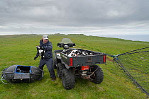 Sigurour Henningson emptying Puffin (Fratercula arctica) and Razorbill (Alca torda) carcasses into vehicle, caught using traditional long-handled net on cliff. Grimsey island, Iceland. July 2019.
