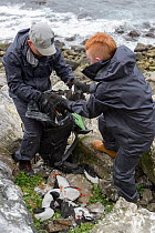 Father and son, Sigurour Henningson and Gabriel, filling Puffin (Fratercula arctica) and Razorbill (Alca torda) carcasses into rucksack to carry up cliff. Grimsey Island, Iceland. July 2019.