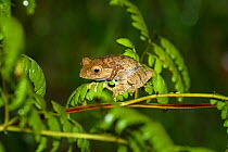 Bright-eyed frog (Boophis madagascariensis) on Fern. Ranomafana National Park, Madagascar.
