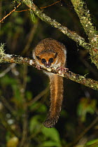 Crossley&#39;s dwarf lemur (Cheirogaleus crossleyi) sitting on branch at night. Ranomafana National Park, Madagascar.