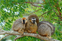 Red-fronted brown lemur (Eulemur rufifrons), three on branch with small baby, in spiny forest. Berenty Private Reserve, Madagascar.