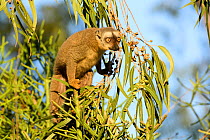 Red-fronted brown lemur (Eulemur rufifrons) feeding in Eucalyptus tree, Berenty Private Reserve, Madagascar.