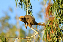 Red-fronted brown lemur (Eulemur rufifrons) in Eucalyptus tree. Berenty Private Reserve, Madagascar.
