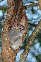 White-footed sportive lemur (Lepilemur leucopus) sitting in tree hollow. Berenty Reserve, Madagascar.