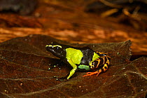 Painted mantella frog (Mantella madagascariensis) on leaf. Andasibe-Mantadia National Park, Madagascar.