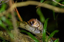 Goodman&#39;s mouse lemur (Microcebus lehilahytsara). Andasibe Mantadia National Park, Madagascar.