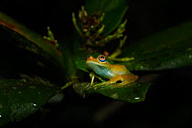Green bright-eyed frog (Boophis viridis) on leaf at night. Andasibe-Mantadia National Park, Madagascar.