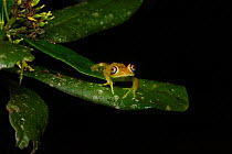 Green bright-eyed frog (Boophis viridis) on leaf at night. Andasibe-Mantadia National Park, Madagascar.