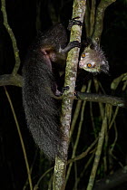 Aye-aye (Daubentonia madagascariensis) on tree trunk at night. Palmarium Reserve, Madagascar.