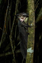 Aye-aye (Daubentonia madagascariensis) on tree trunk at night. Palmarium Reserve, Madagascar.