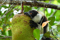 Black-and-white ruffed lemur (Varecia variegata) feeding on Jackfruit (Artocarpus heterophyllus). Palmarium Reserve, Madagascar.