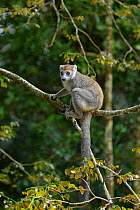 Crowned lemur (Eulemur coronatus) female sitting in tree. Palmarium Reserve, Madagascar.