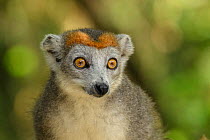 Crowned lemur (Eulemur coronatus) female, portrait. Palmarium Reserve, Madagascar.
