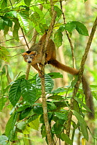Crowned lemur (Eulemur coronatus) male climbing in tree, looking at camera. Palmarium Reserve, Madagascar.